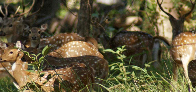 Bardiya National Park Tour